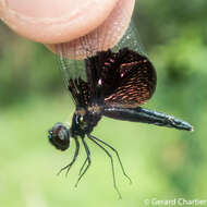 Image of Rhyothemis triangularis Kirby 1889