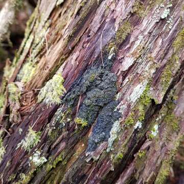 Image of Rimmed shingle lichen