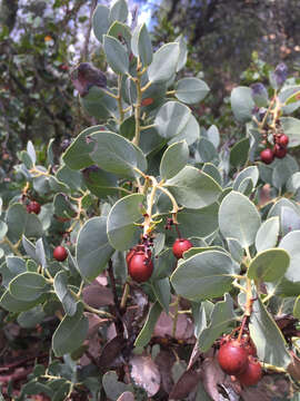 Image of bigberry manzanita