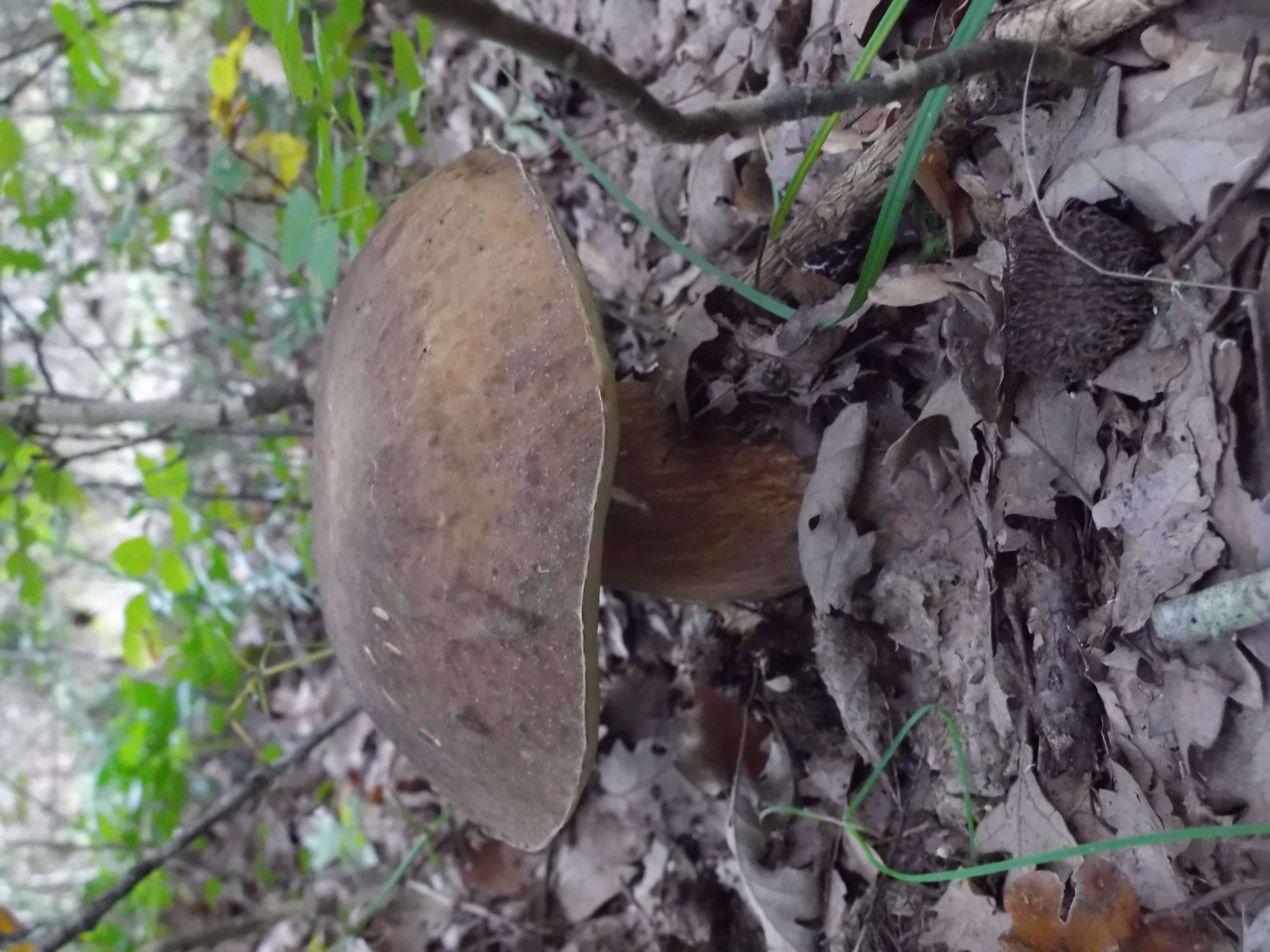 Image of Boletus aereus Bull. 1789