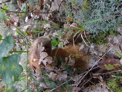 Image of Boletus aereus Bull. 1789