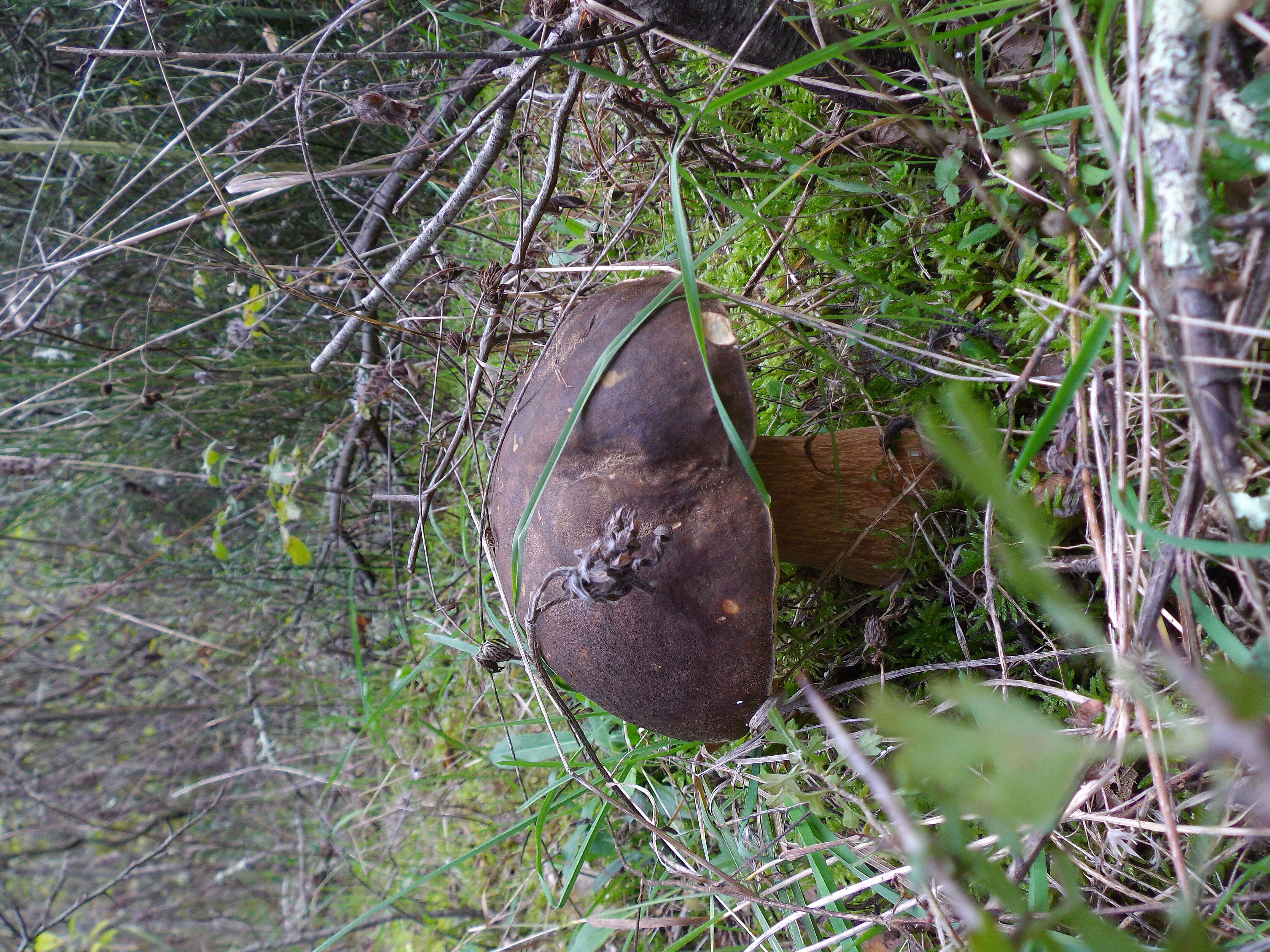 Image of Boletus aereus Bull. 1789