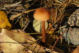 Image of Laccaria laccata (Scop.) Cooke 1884