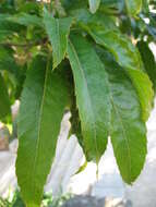 Image of Saw-tooth Oak