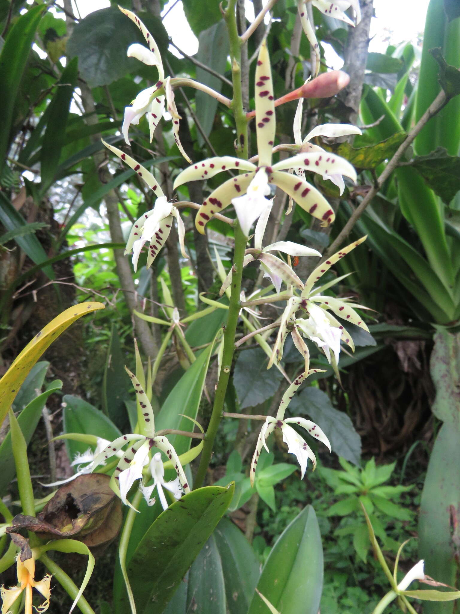 Image de Prosthechea prismatocarpa (Rchb. fil.) W. E. Higgins