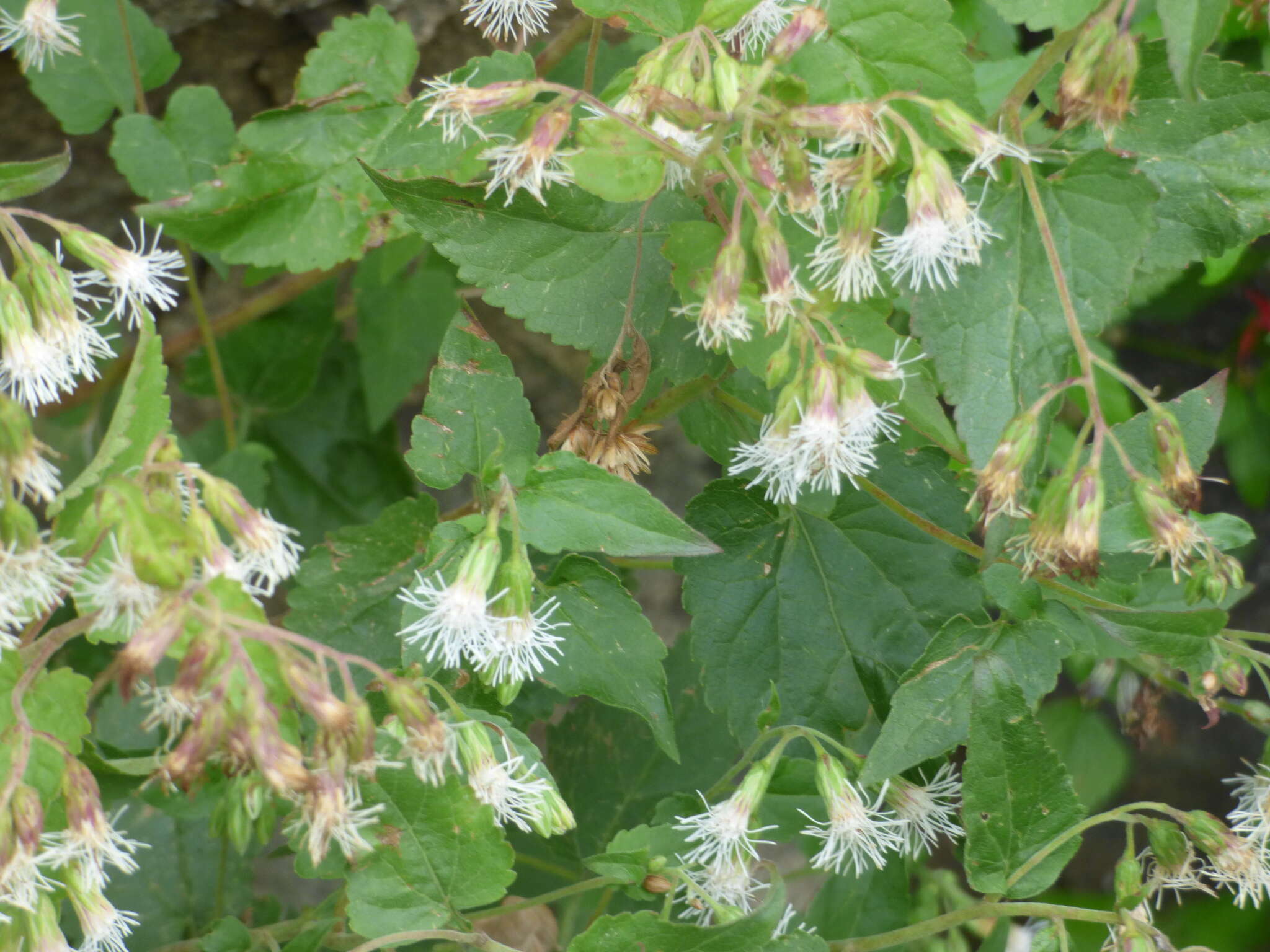 Brickelliastrum fendleri (A. Gray) R. King & H. Rob. resmi