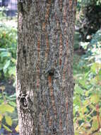 Image of Saw-tooth Oak