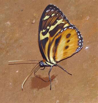 Imagem de Tithorea harmonia pseudethra Butler 1873