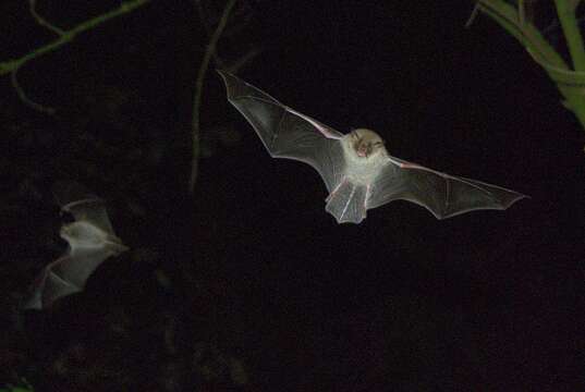 Image of Natterer's Bat