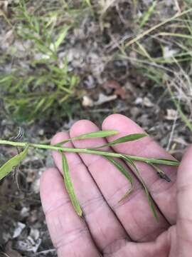 Image of branched blazing star