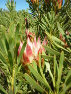 Image de Protea repens (L.) L.