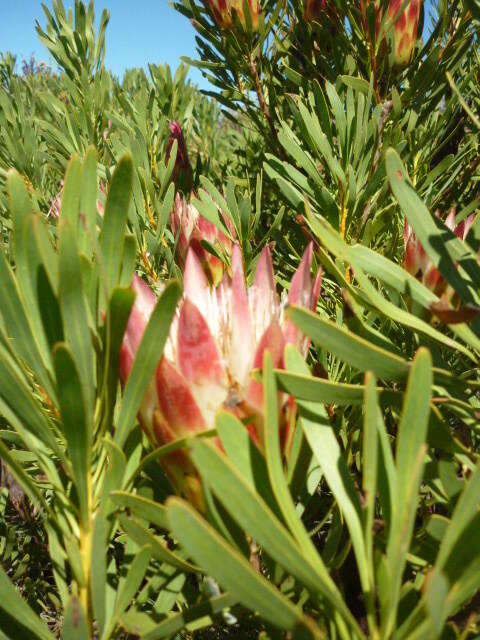 Image de Protea repens (L.) L.