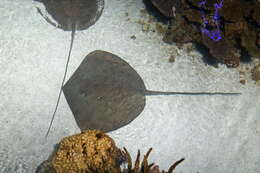 Image of Leopard Whipray