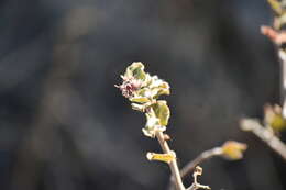 صورة Euphorbia tomentulosa S. Watson