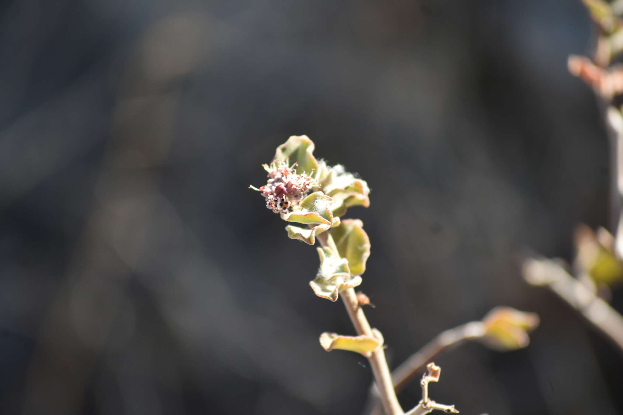 صورة Euphorbia tomentulosa S. Watson