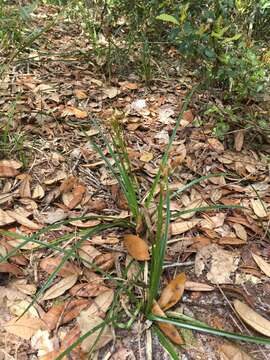 صورة Rhynchospora megalocarpa A. Gray