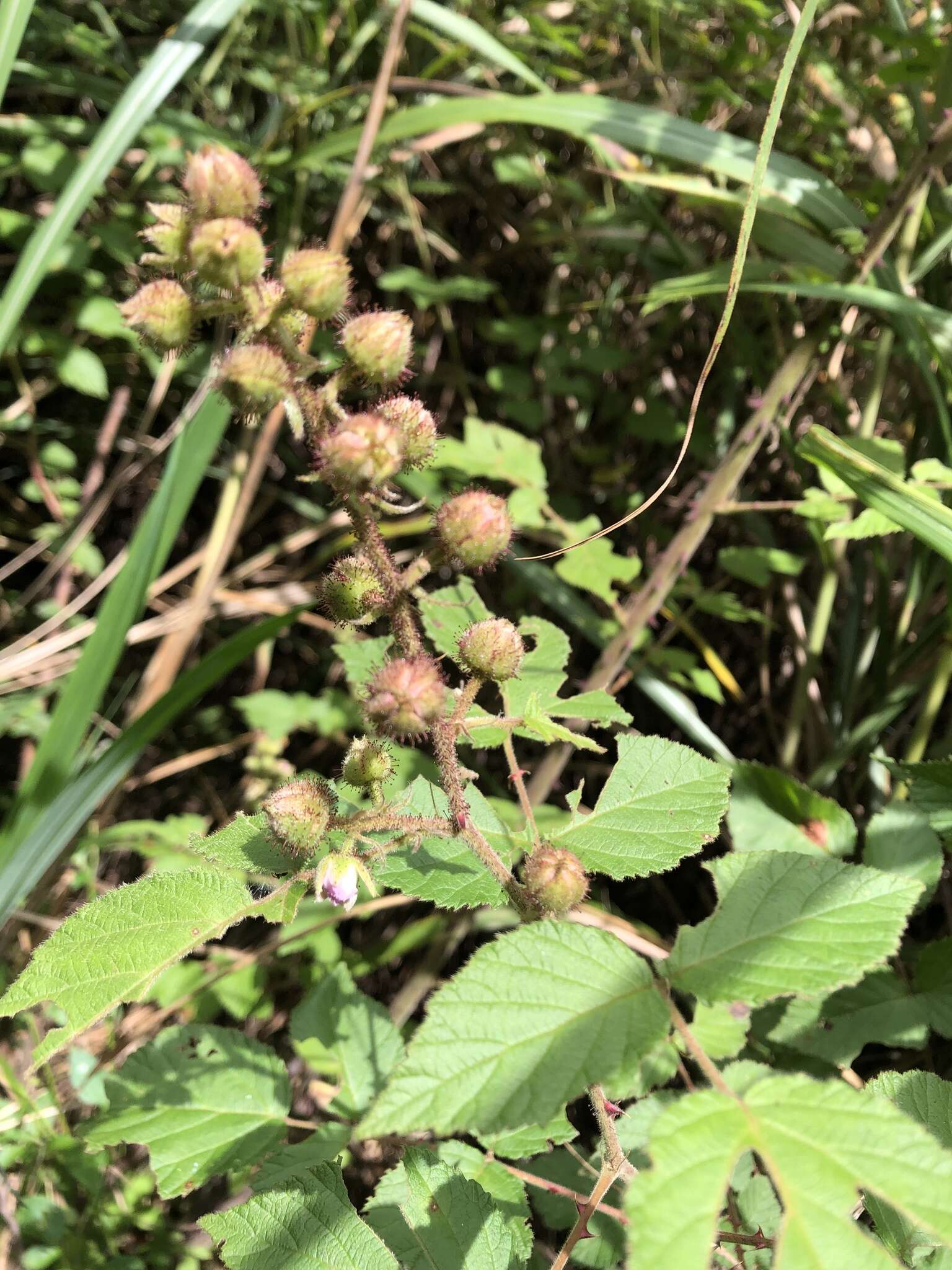 Plancia ëd Rubus parviaraliifolius Hayata