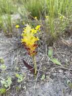 Image of Lachenalia orchioides (L.) Aiton