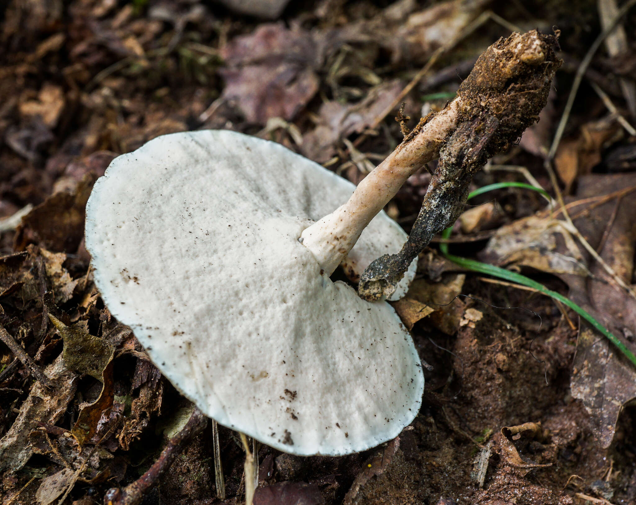 Microporellus dealbatus (Berk. & M. A. Curtis) Murrill 1905 resmi