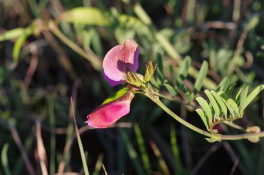 Image of Tephrosia capensis (Jacq.) Pers.