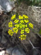 Image of Trans-Pecos Indian parsley