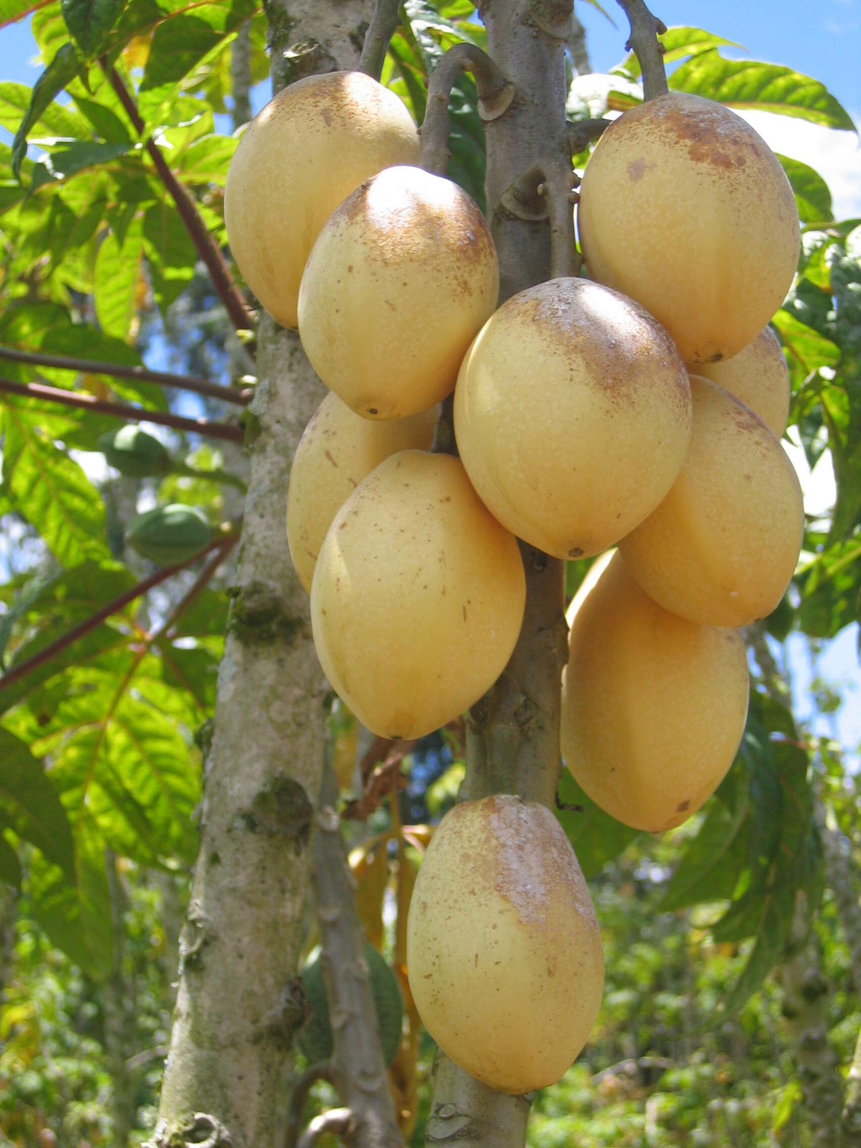 Image of Vasconcellea goudotiana Triana & Planch.