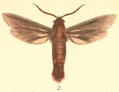 Image of Trilochana scolioides Moore 1879