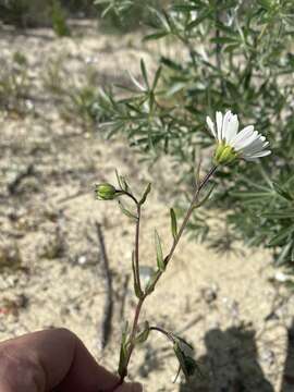 Image of Layia erubescens B. G. Baldwin