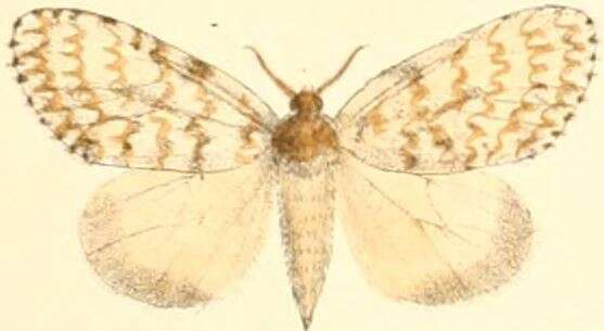 Image of Lymantria grisea Moore 1879