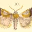 Image of Sacada pyraliformis Moore 1879