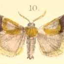 Imagem de Sacada pyraliformis Moore 1879