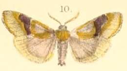 Image of Sacada pyraliformis Moore 1879