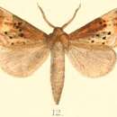 Image of Grangula apicalis Moore 1879