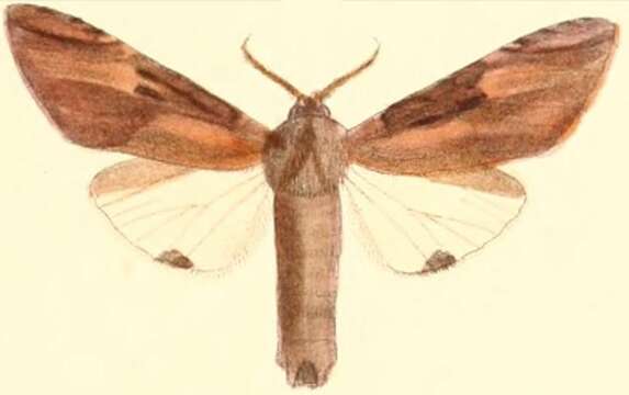 Image of Calliteara strigata Moore 1879