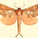 Image of Ginshachia gemmifera Moore 1879