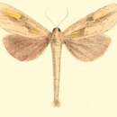Image of Niganda strigifascia Moore 1879