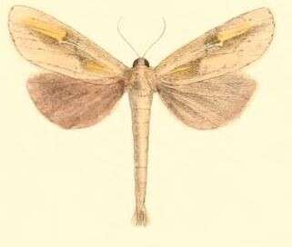 Image of Niganda strigifascia Moore 1879