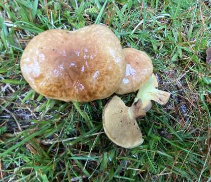 Image of Suillus quiescens T. D. Bruns & Vellinga 2010