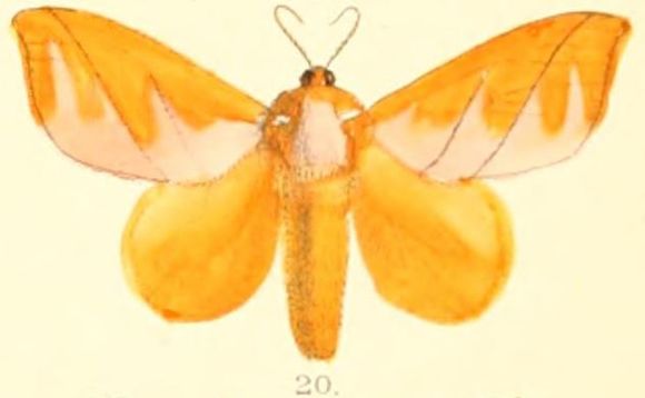 Image of <i>Mahanta quadrilinea</i> Moore 1879