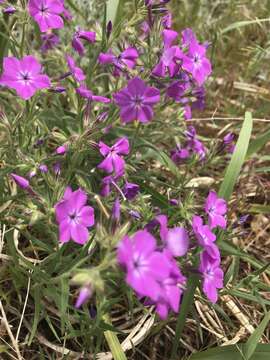 Image of longhair phlox