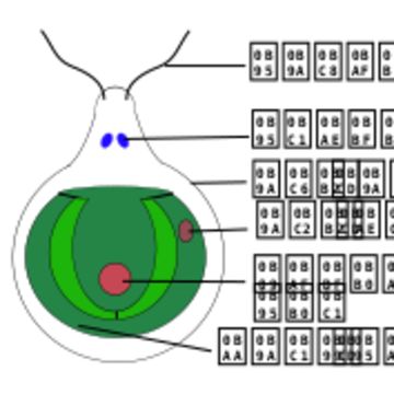 Image of Chlamydomonas