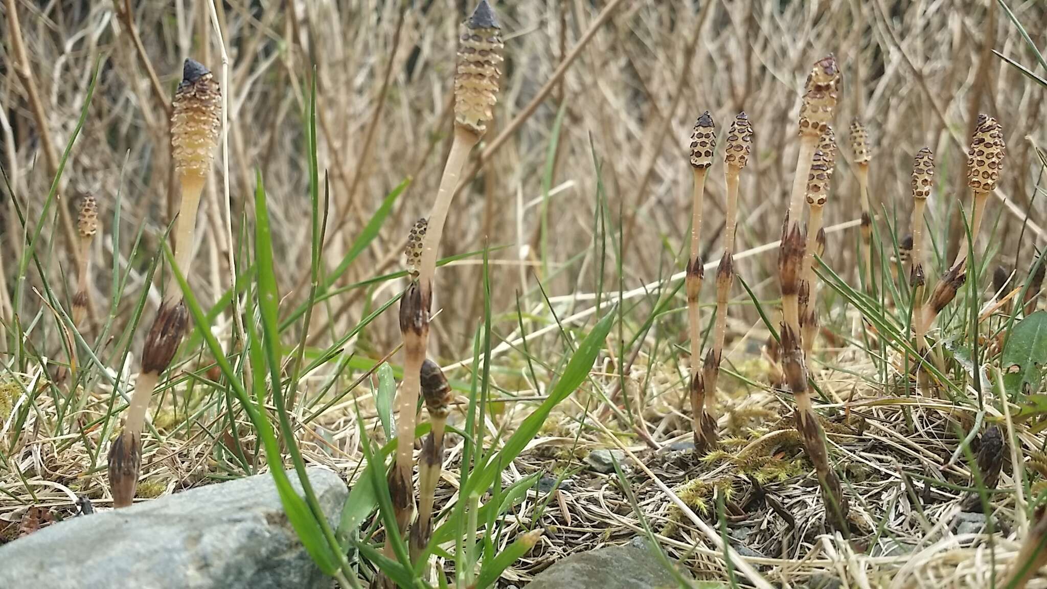 Image of field horsetail