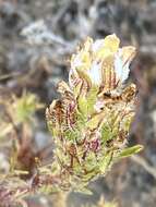 Image of Orcutt's bird's-beak