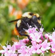 Image of bumblebee hoverfly