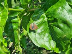 Слика од Hypolycaena philippus (Fabricius 1793)