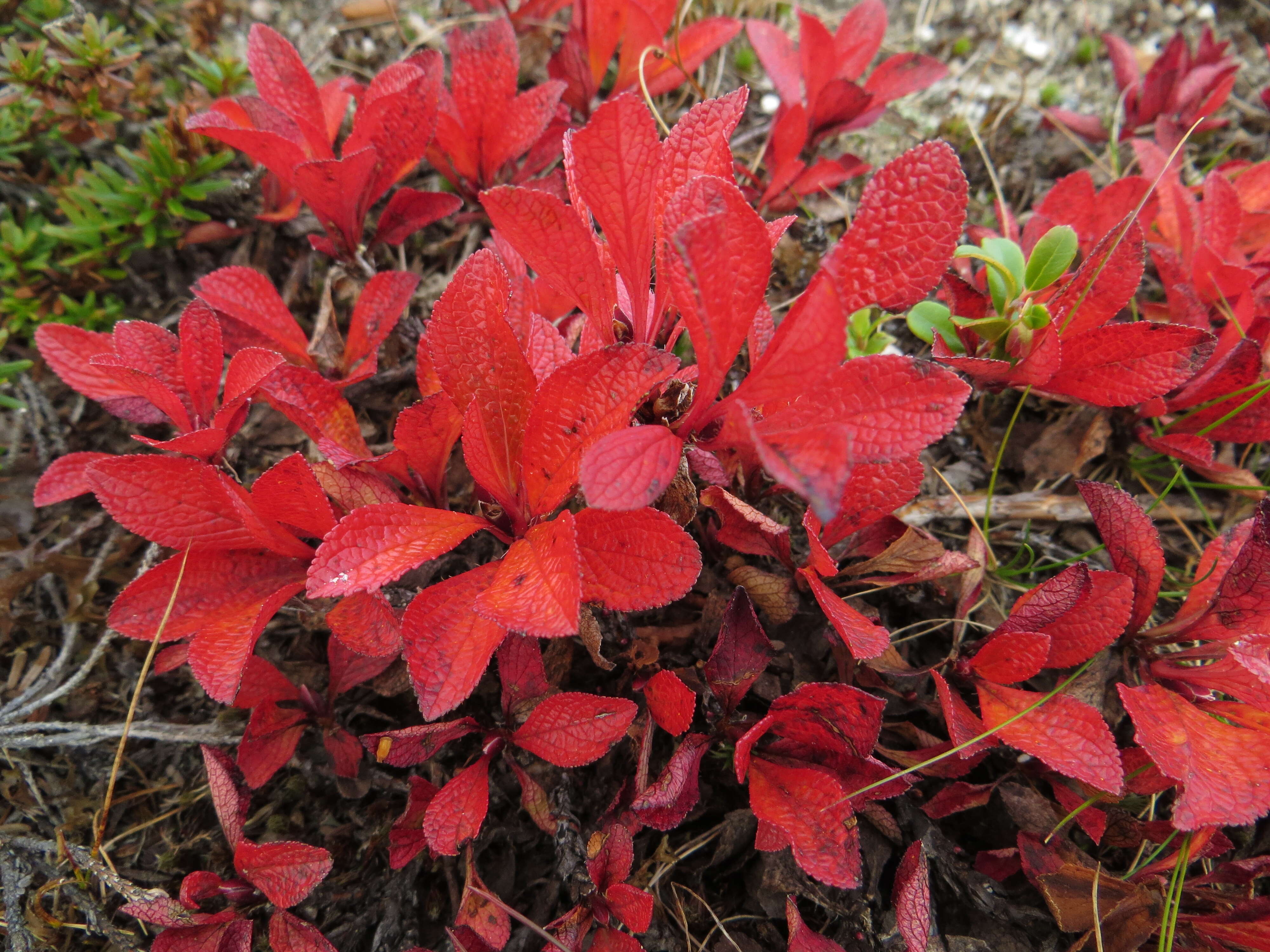 Image of Alpine bearberry