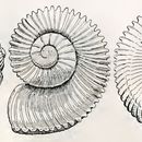 Image of <i>Liocarinia disjuncta</i> (Hedley 1903)