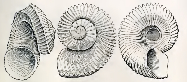 Image of <i>Liocarinia disjuncta</i> (Hedley 1903)
