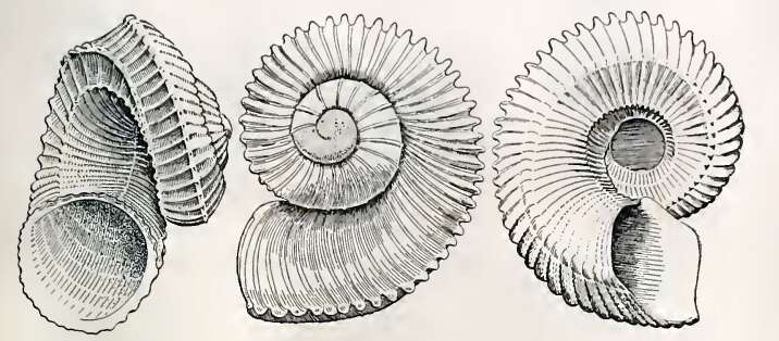 Image of Liocarinia disjuncta (Hedley 1903)