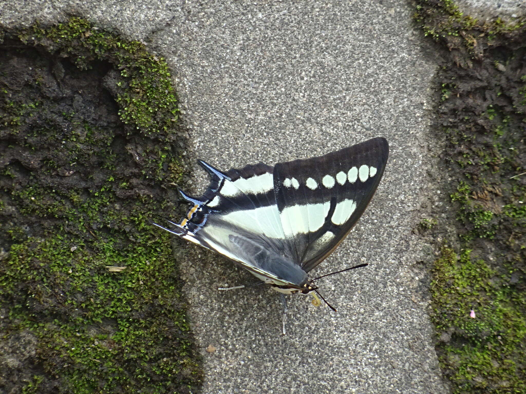 Image of Polyura narcaeus Hewitson 1854